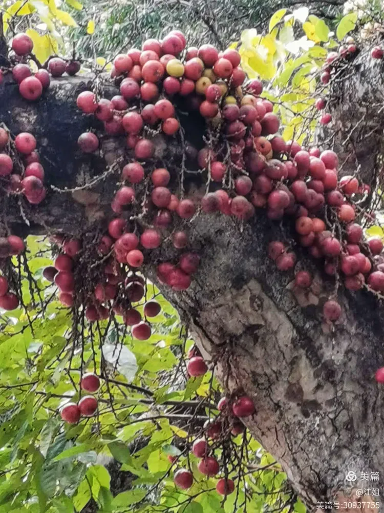 聚果榕一一果实累累